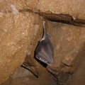 Pippistrello (Rhinolophus ferrumequinum) - Le Grave (TN) 