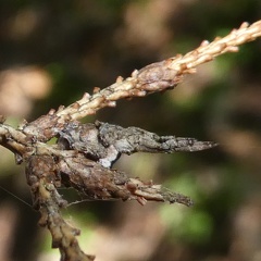 Uloboridae - zona Grumes (TN)