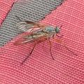 Rhagionidae - Monte Brugnol (TN)