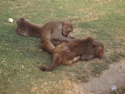 Scimmie - New Delhi (India)