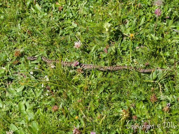 Vipera berus - zona Monte Peller (TN)