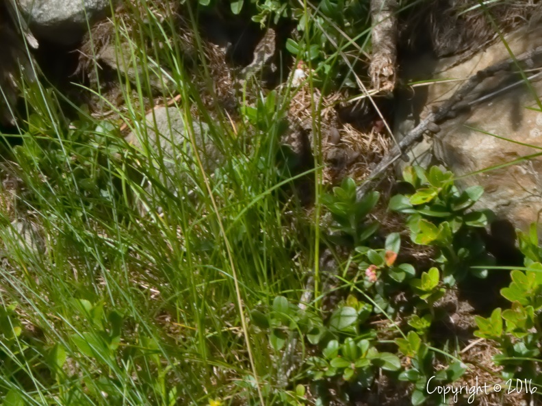 Vipera berus - zona Vermiglio/Monte Palù (TN)
