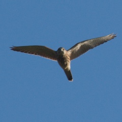 Falco tinnunculus - Viote (TN)