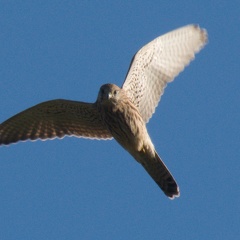 Falco tinnunculus - Viote (TN)