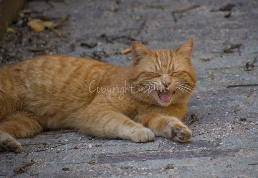 Gatto - Lavis(TN)