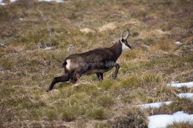 DSC_3684-crop.jpg