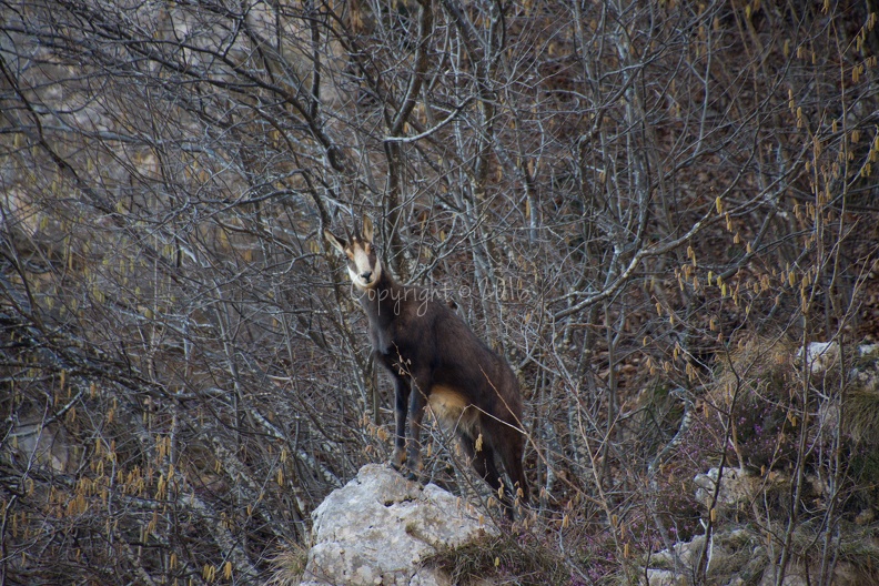DSC_4752-crop.jpg