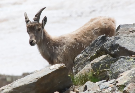 Stambecco - Monte Redival (TN)