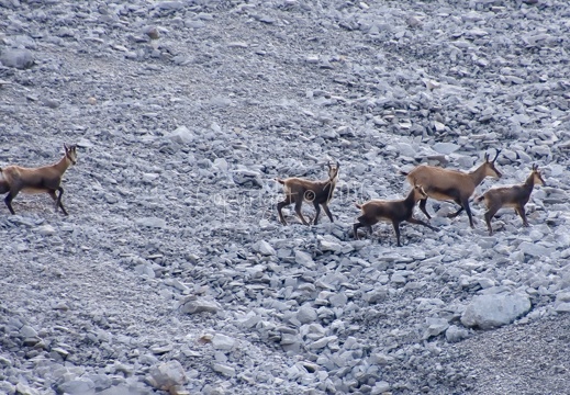 Camoscio - Val di Sacco (Brenta)