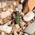 Cicindela campestris - zona Sabbionara di Avio (TN)