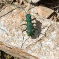 Cicinedela gallica - Valle di Strino (TN) 