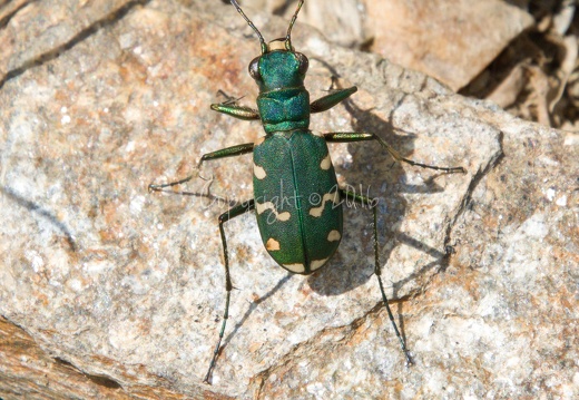 Cicinedela gallica - Valle di Strino (TN) 