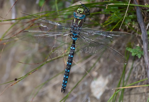 Libellula - Seefeld Alm (BZ)