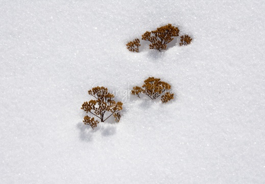 Fiori secchi che "spuntano" dalla neve - Cima Costalta (TN)