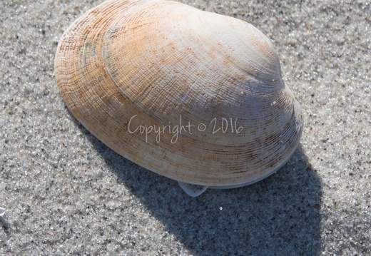 Bivalve - Hou (DK)