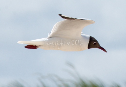 Chroicocephalus ridibundus - Skagen (DK)