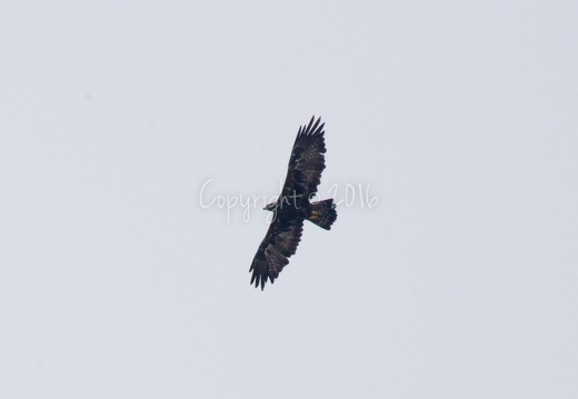 Aquila - Brenta (TN)