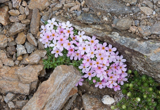 Androsace alpina - Bocchetta di Strino (TN)