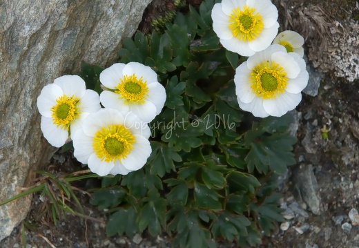 Ranunculus glacialis - Cima Madriccio (BZ)