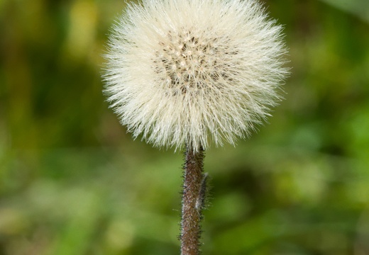 Famiglia Asteraceae - Peller (TN)