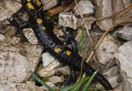 Salamandra atra pasubiensis - Gruppo del Pasubio (VI)