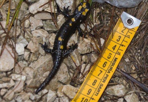 Salamandra atra pasubiensis - Gruppo del Pasubio (VI)