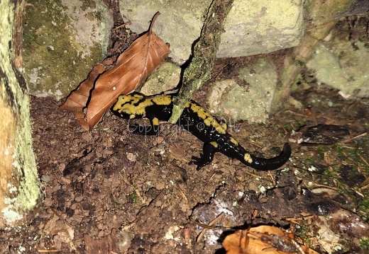 Salamandra atra aurorae - Altopiano Sette Comuni (TN)