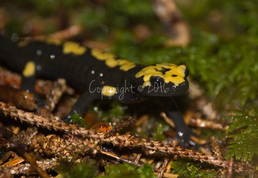 Salamandra atra aurorae - Altopiano Sette Comuni (TN)
