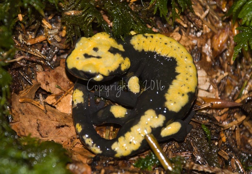 Salamandra atra aurorae - Altopiano Sette Comuni (TN)