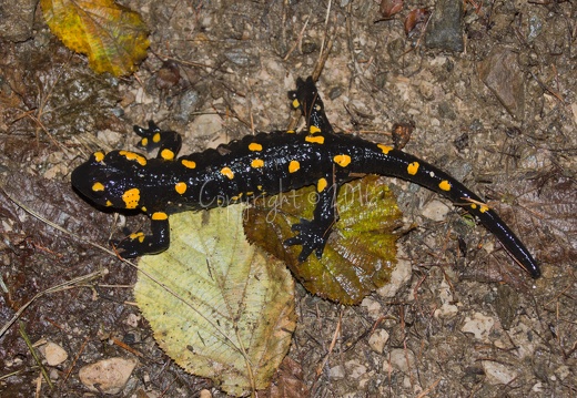 Salamandra salamandra - Monte Pin (TN)