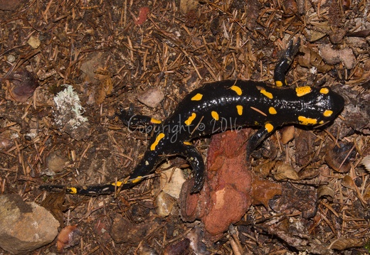 Salamandra salamandra - Monte Pin (TN)