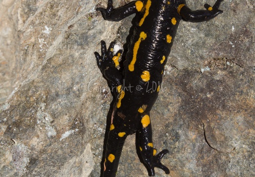 Salamandra salamandra - Monte Pin (TN)