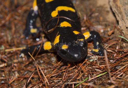 Salamandra salamandra - Monte Pin (TN)
