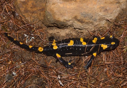 Salamandra salamandra - Monte Pin (TN)