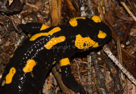 Salamandra salamandra - Piné (TN)