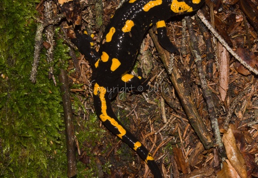 Salamandra salamandra - Piné (TN)