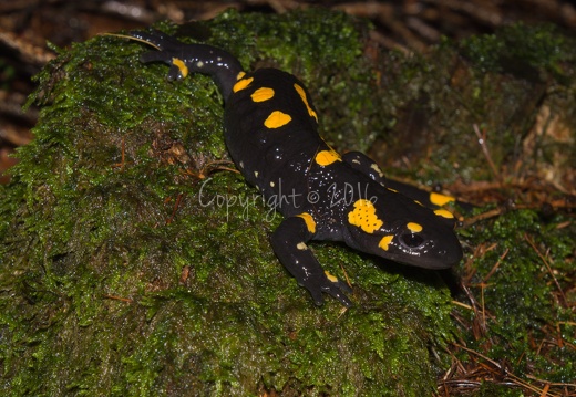 Salamandra salamandra - Piné (TN)