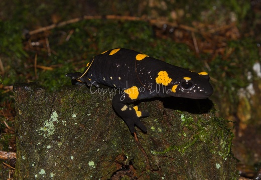 Salamandra salamandra - Piné (TN)