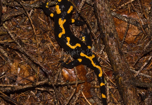 Salamandra salamandra - Piné (TN)