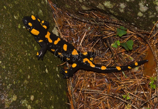 Salamandra salamandra - Piné (TN)