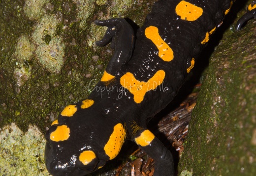 Salamandra salamandra - Piné (TN)