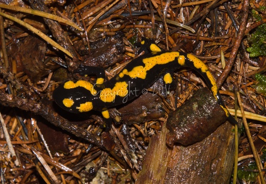 Salamandra salamandra - Piné (TN)