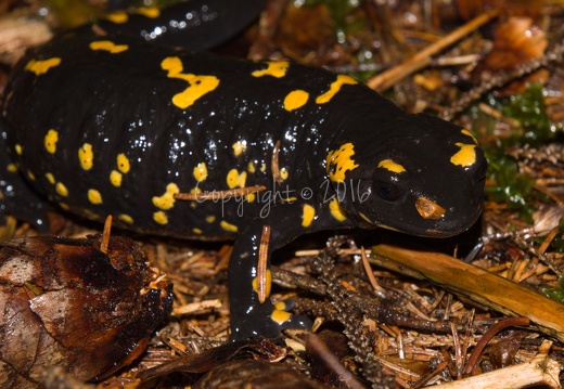 Salamandra salamandra - Piné (TN)