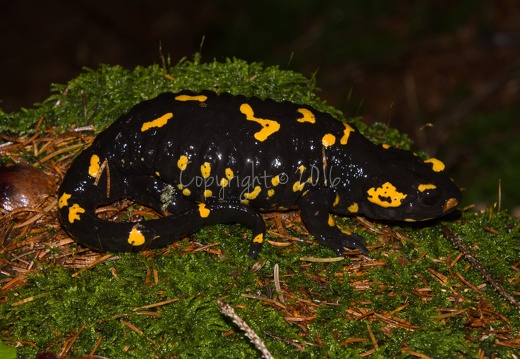 Salamandra salamandra - Piné (TN)