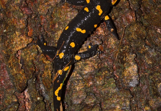 Salamandra salamandra - Piné (TN)